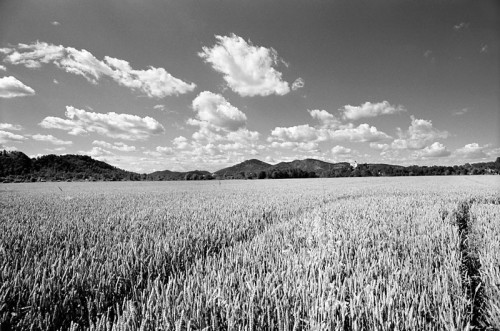 campodigrano01.jpg