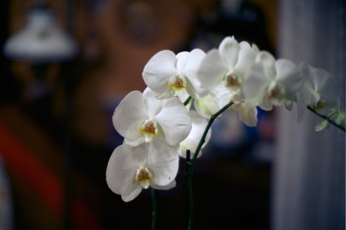 orchidea.jpg