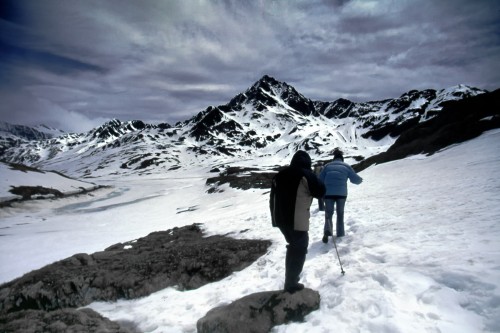 gavia.jpg