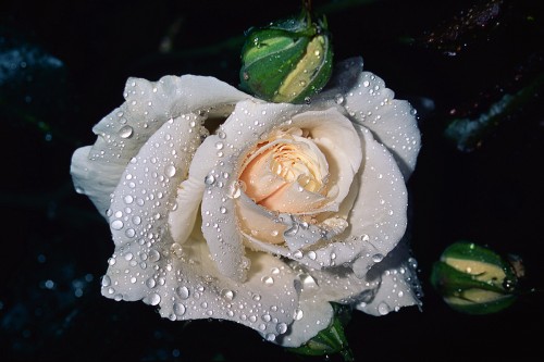 whiterose.jpg