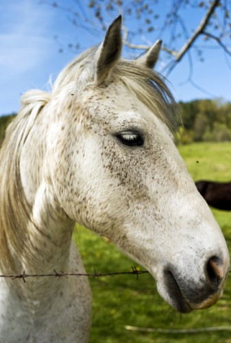 cavallo.jpg