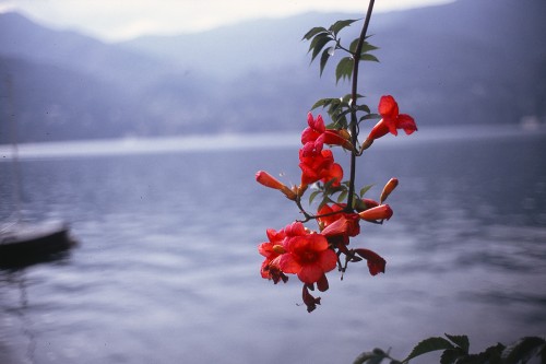 rododendro.jpg