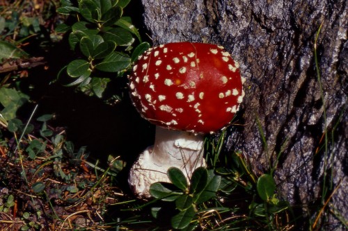 amanita.jpg