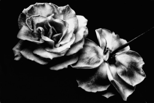 rosa-d'argento.jpg