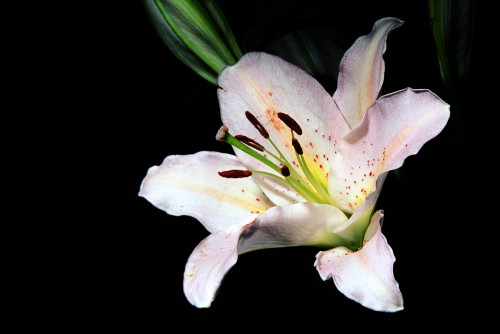 lilium.jpg