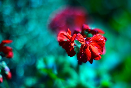 pelargonium.jpg