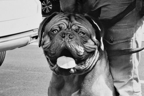 dogue.jpg