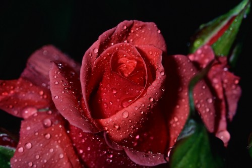 rosarossa.jpg