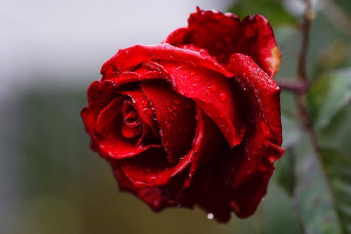 Rosjosephine.jpg