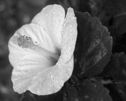 mygarden3.jpg