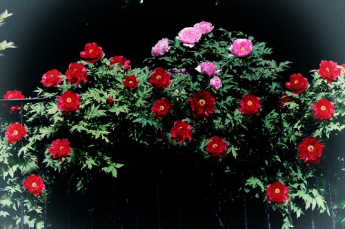 primavera.jpg