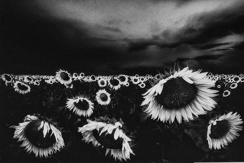 helyanthus.jpg