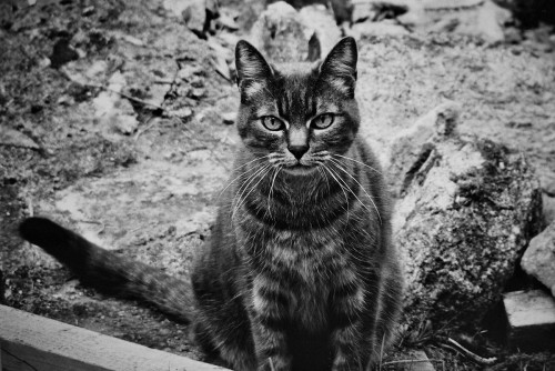 miaaooo.jpg