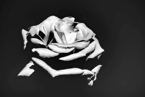 yelrose.jpg