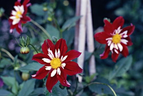 dahlia.jpg