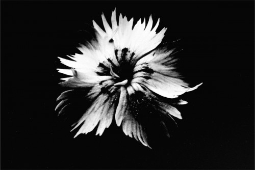 dahlia5.jpg