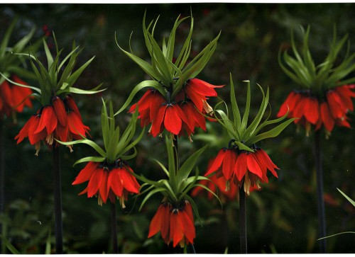 fritillaria1200088.jpg