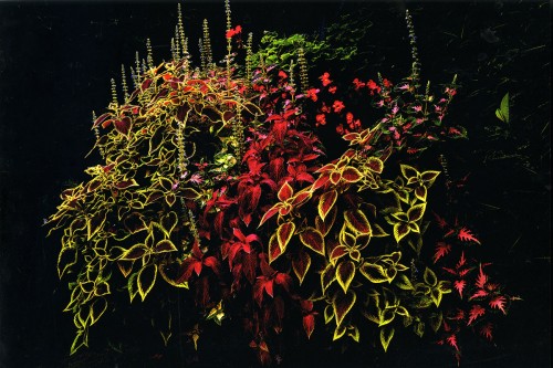 coleus21.jpg