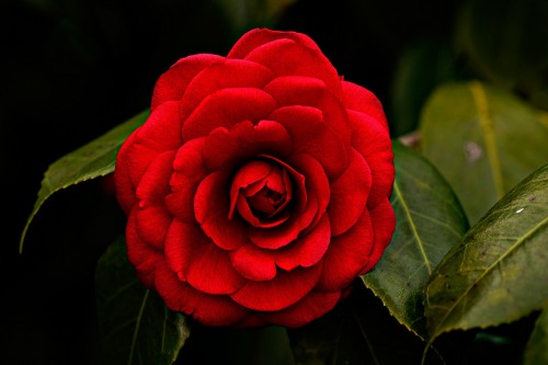 camelia.jpg