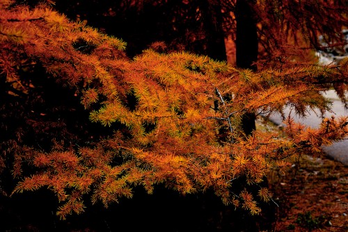autunno.jpg
