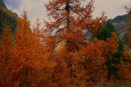 autunno3.jpg