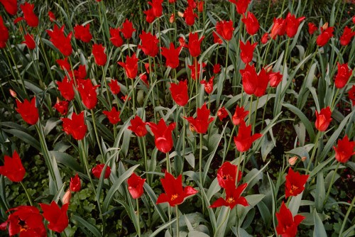 tulip3.jpg