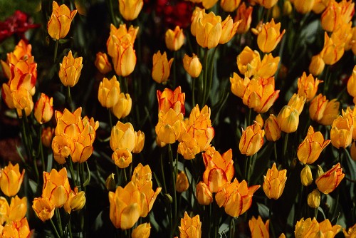 tulip.jpg