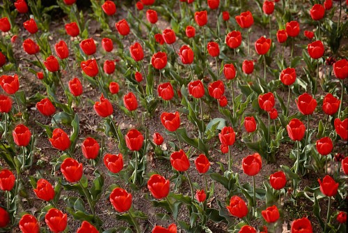 tulip2.jpg
