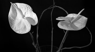 fiori 3.jpg