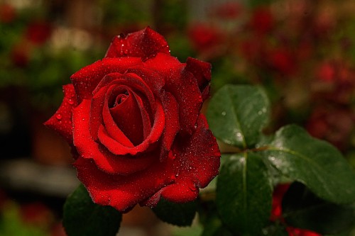 redrose.jpg