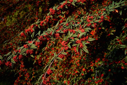 cotoneaster.jpg