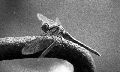 Copia di foto031.jpg