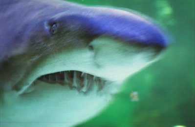 Copia (2) di Acquario.jpg