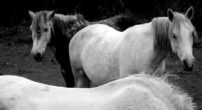 Camargue 4.jpg