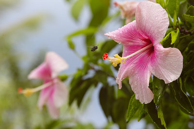 fiore2.jpg