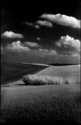 INFRARED 2008022.jpg