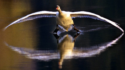 cigno riflesso.jpg