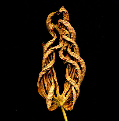 scanner ott 09 quadrata.jpg