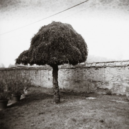 holga3.jpg