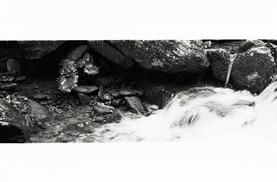 foglie-2-web.jpg