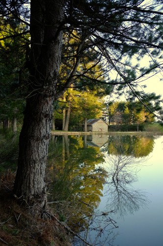 la casa nel bosco.jpg