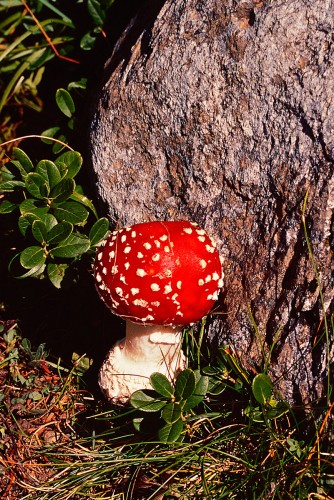 amanita.jpg