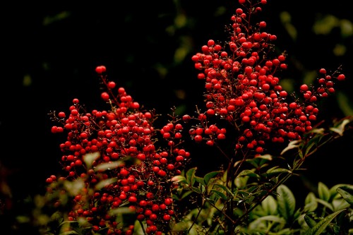 cotoneaster.jpg